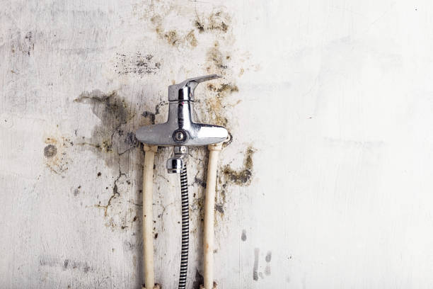 Best Fast Mold Removal  in Radisson, NY