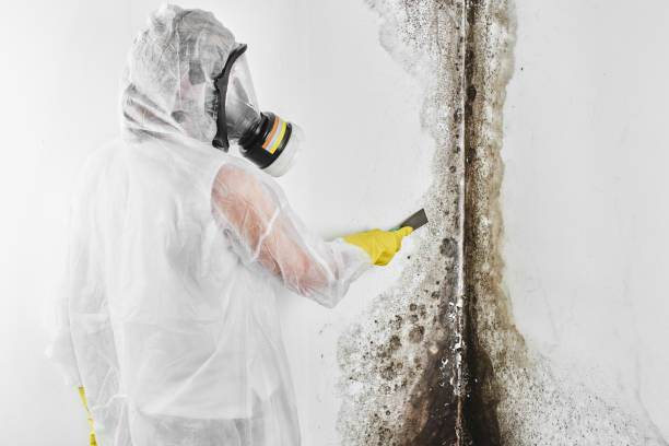 Best Toxic Mold Removal  in Radisson, NY