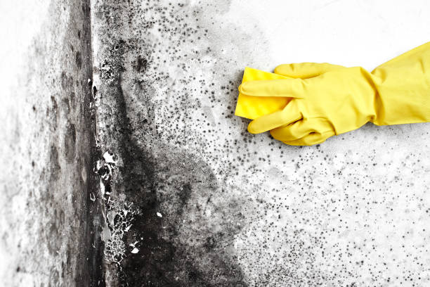 Best Emergency Mold Removal  in Radisson, NY