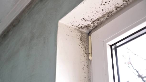 Home Mold Removal in Radisson, NY