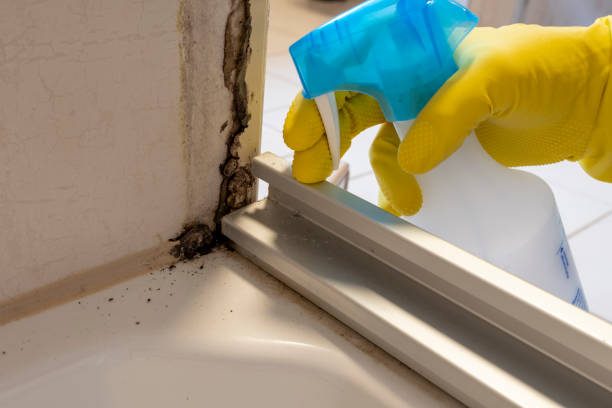 Best Mold Remediation  in Radisson, NY
